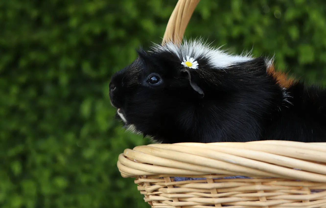 Photo wallpaper chamomile, Guinea pig, basket