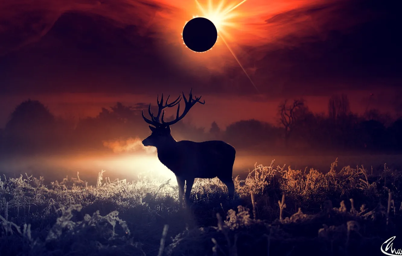 Photo wallpaper field, forest, the sky, the sun, the moon, deer, silhouette, horns