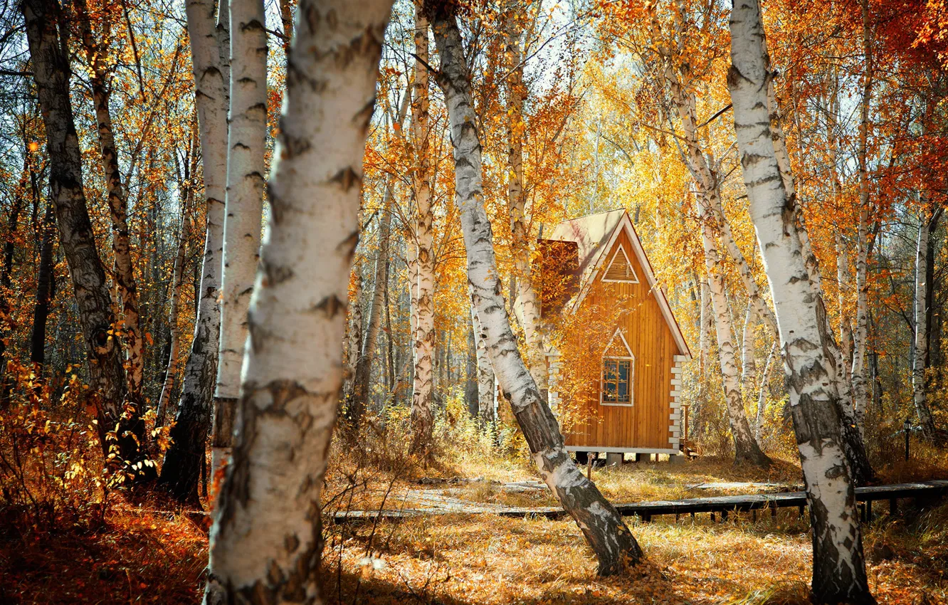 Photo wallpaper autumn, forest, house, birch