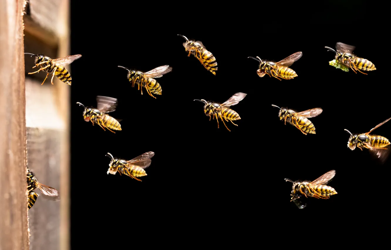 Photo wallpaper insects, stinging stabilizatori, Wasps