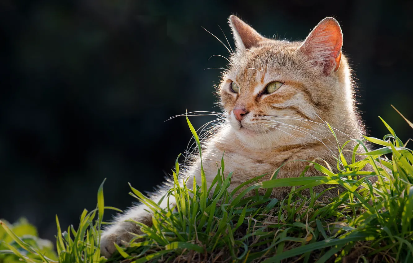Photo wallpaper resting, in the grass, tabby cat