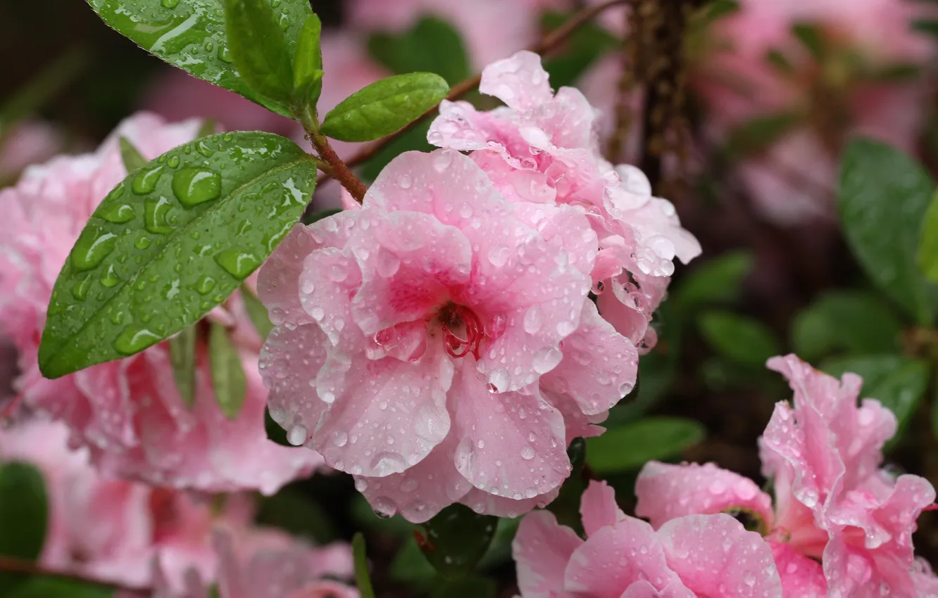 Photo wallpaper flowers, pink, water drops, after Dagda