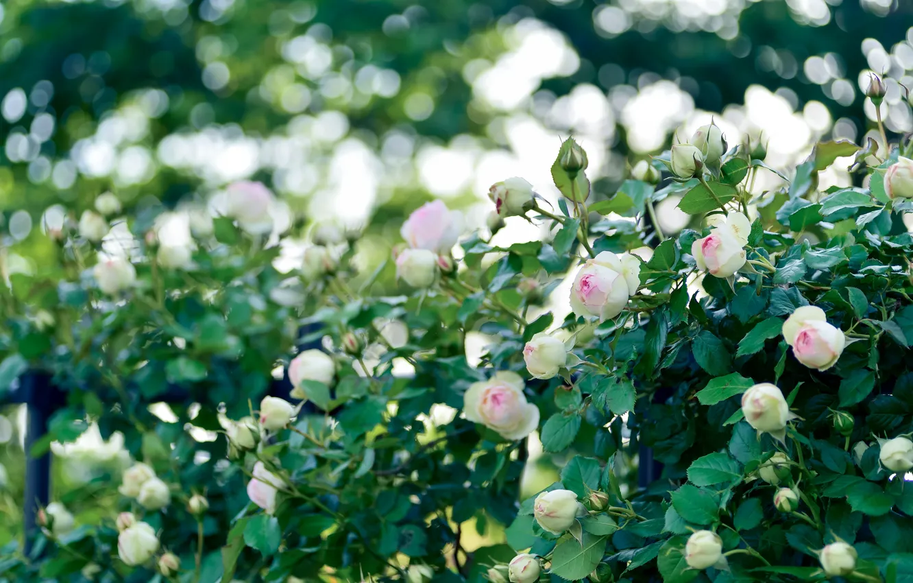 Photo wallpaper summer, leaves, light, flowers, roses, garden, support, white