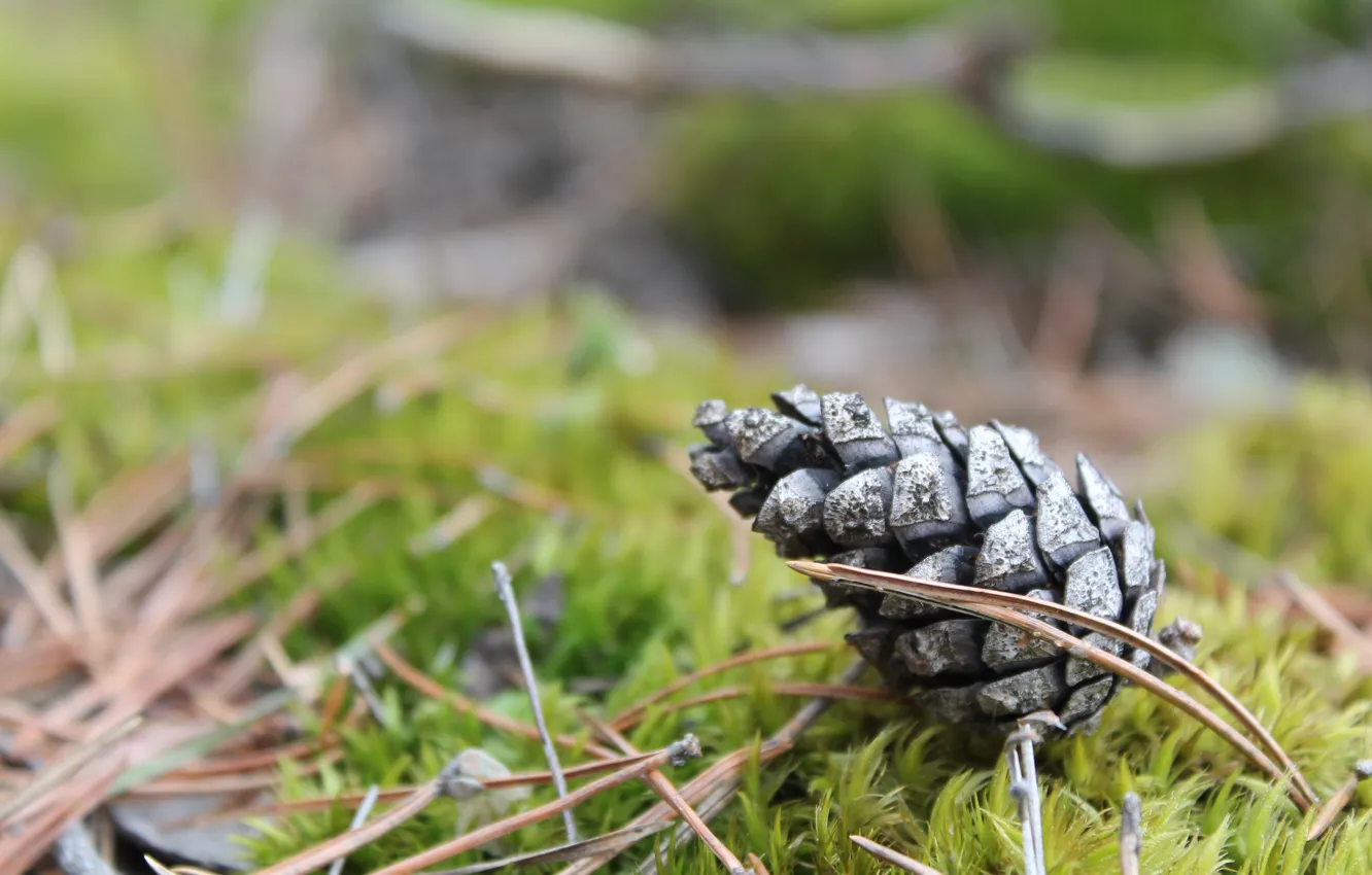 Photo wallpaper grass, macro, nature, spring, bumps, 2017