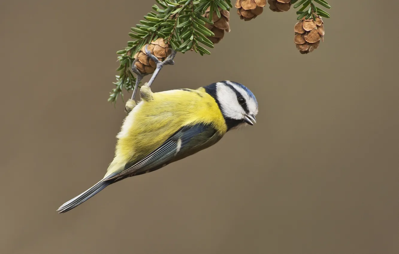 Photo wallpaper branches, bumps, tit