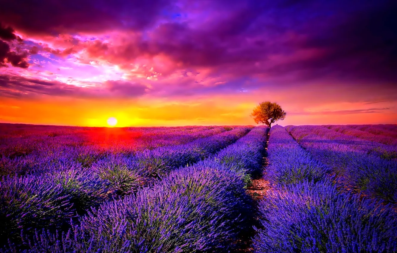 Photo wallpaper Sunset, tree, lavender, the cultivation of