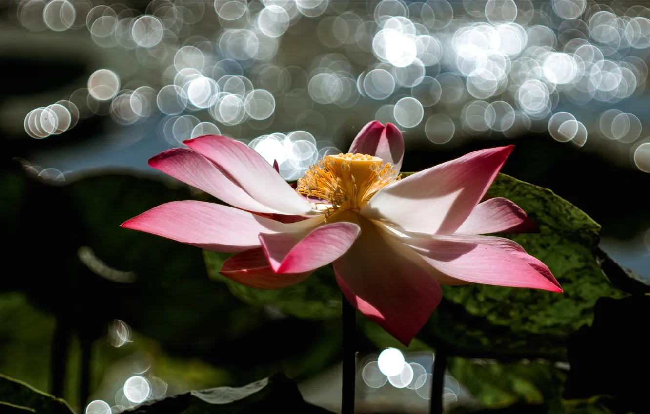 Photo wallpaper flower, leaves, light, glare, the dark background, pink, Lotus, pond