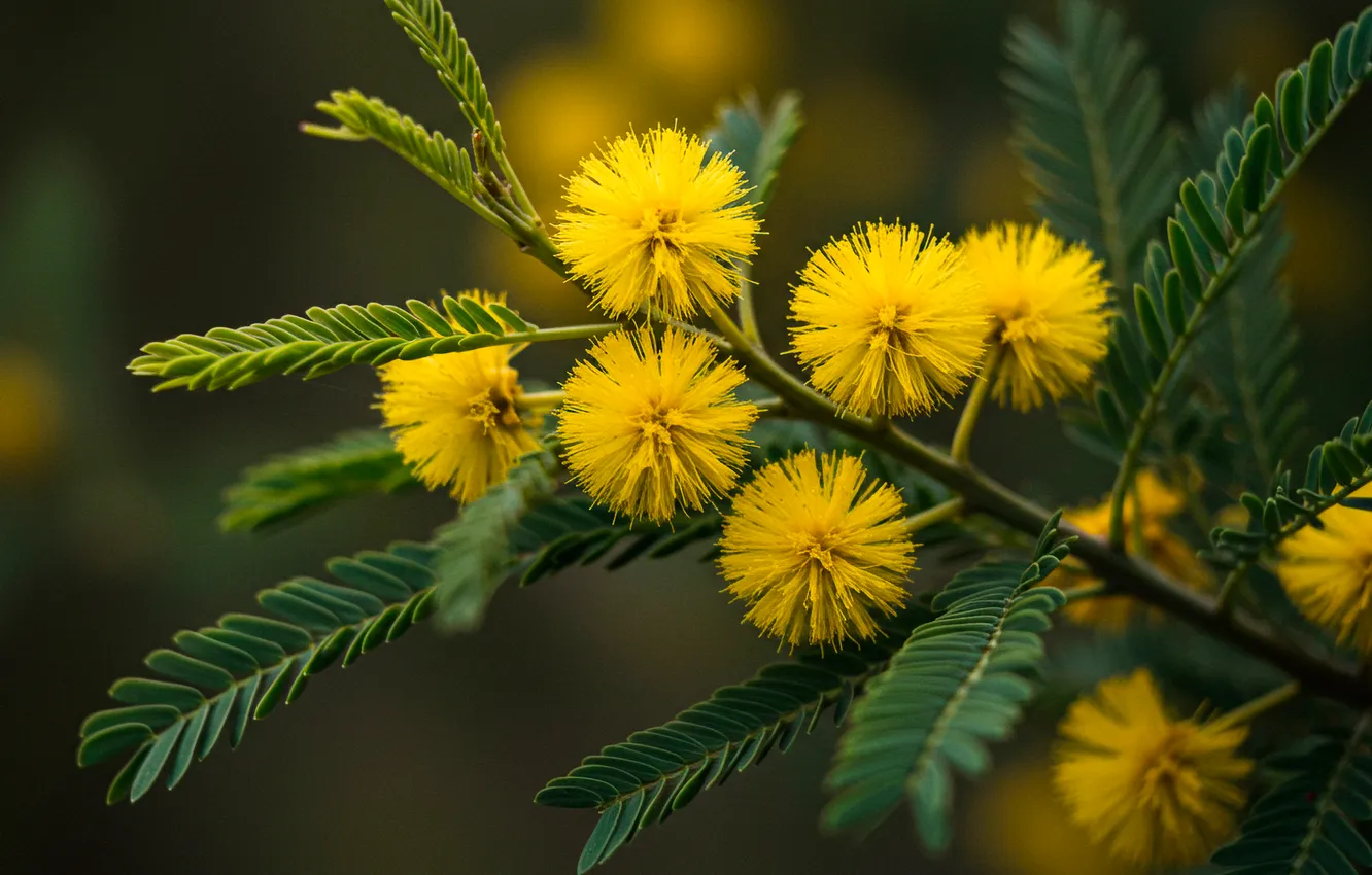 Photo wallpaper leaves, branches, yellow, wallpaper, yellow, leaves, branch, Mimosa