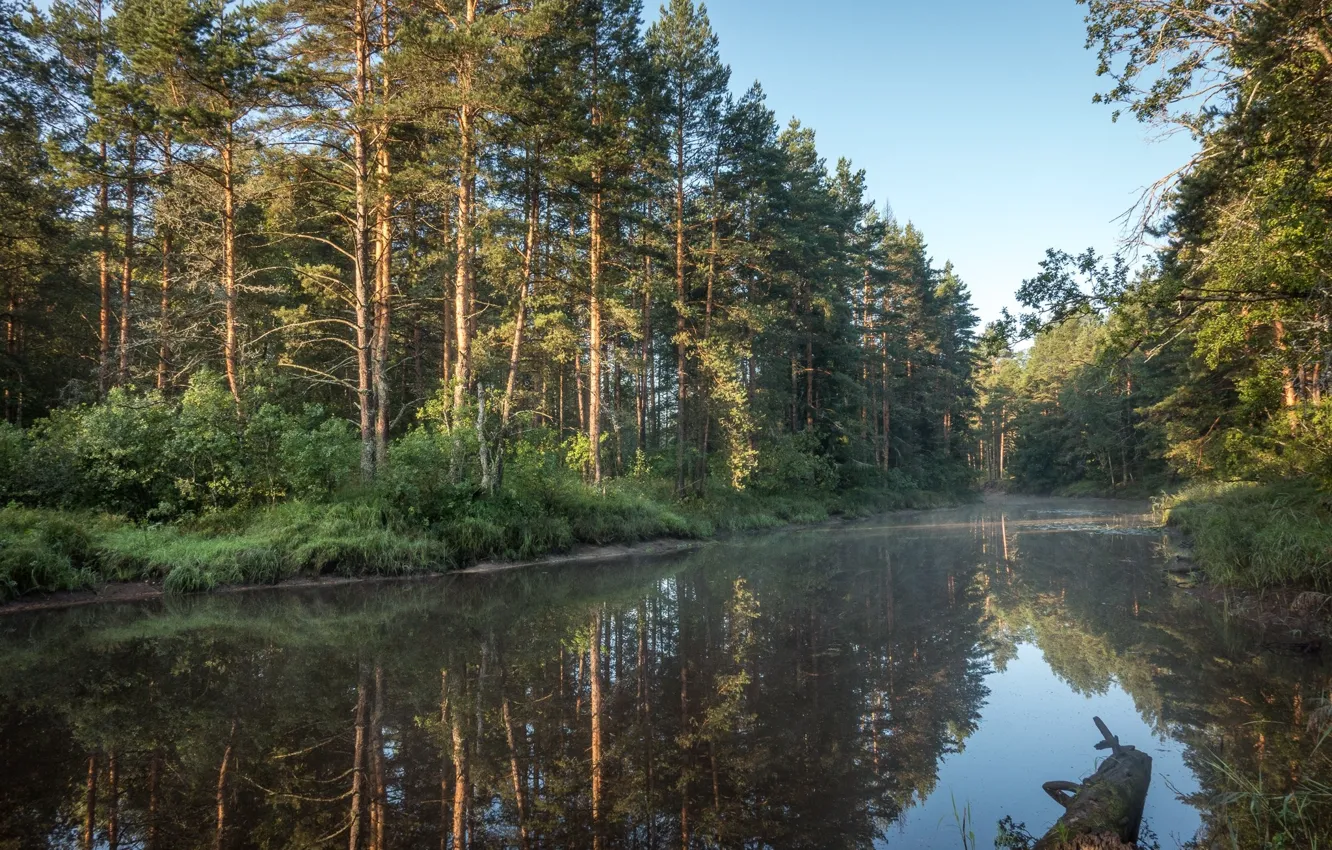 Photo wallpaper forest, water, lake