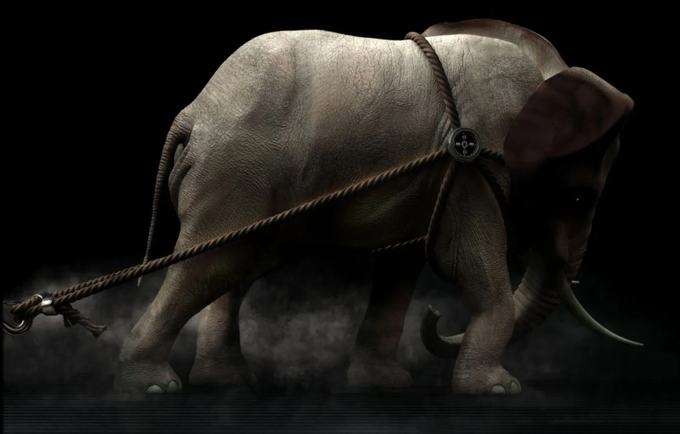 Photo wallpaper BACKGROUND, ROPES, BLACK, ELEPHANT, TRUNK, TUSKS, TEAM