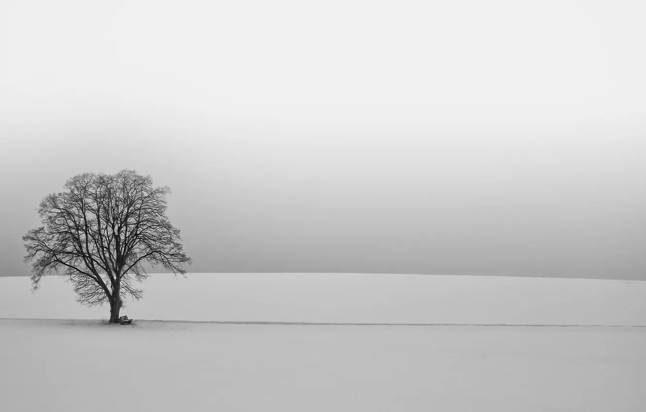 Photo wallpaper winter, snow, trees