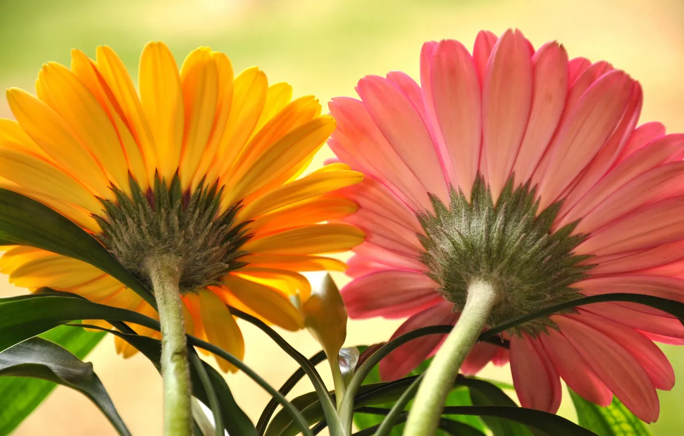 Photo wallpaper leaves, petals, stem, pair, gerbera
