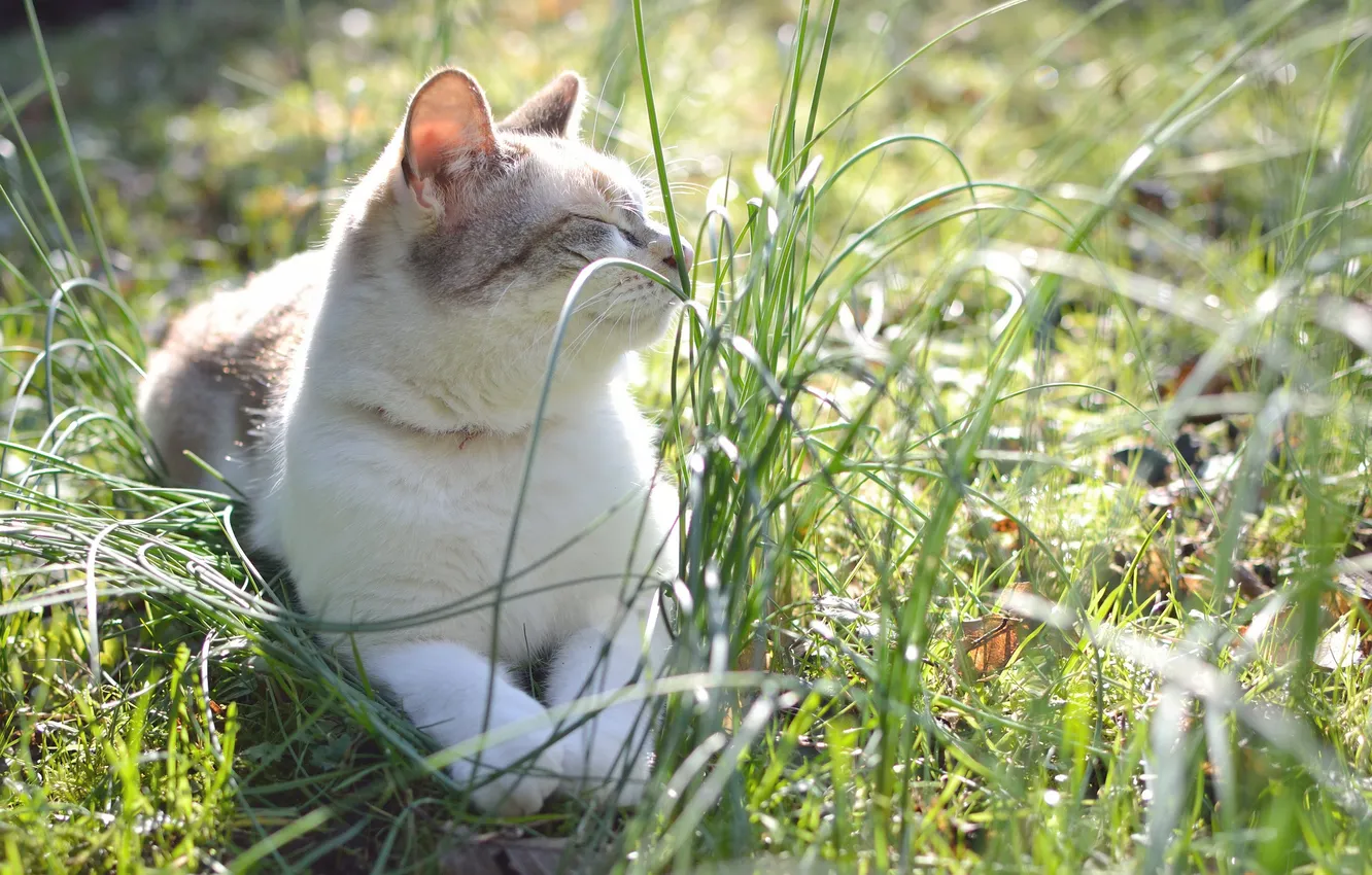 Photo wallpaper grass, cat, Koshak, Tomcat