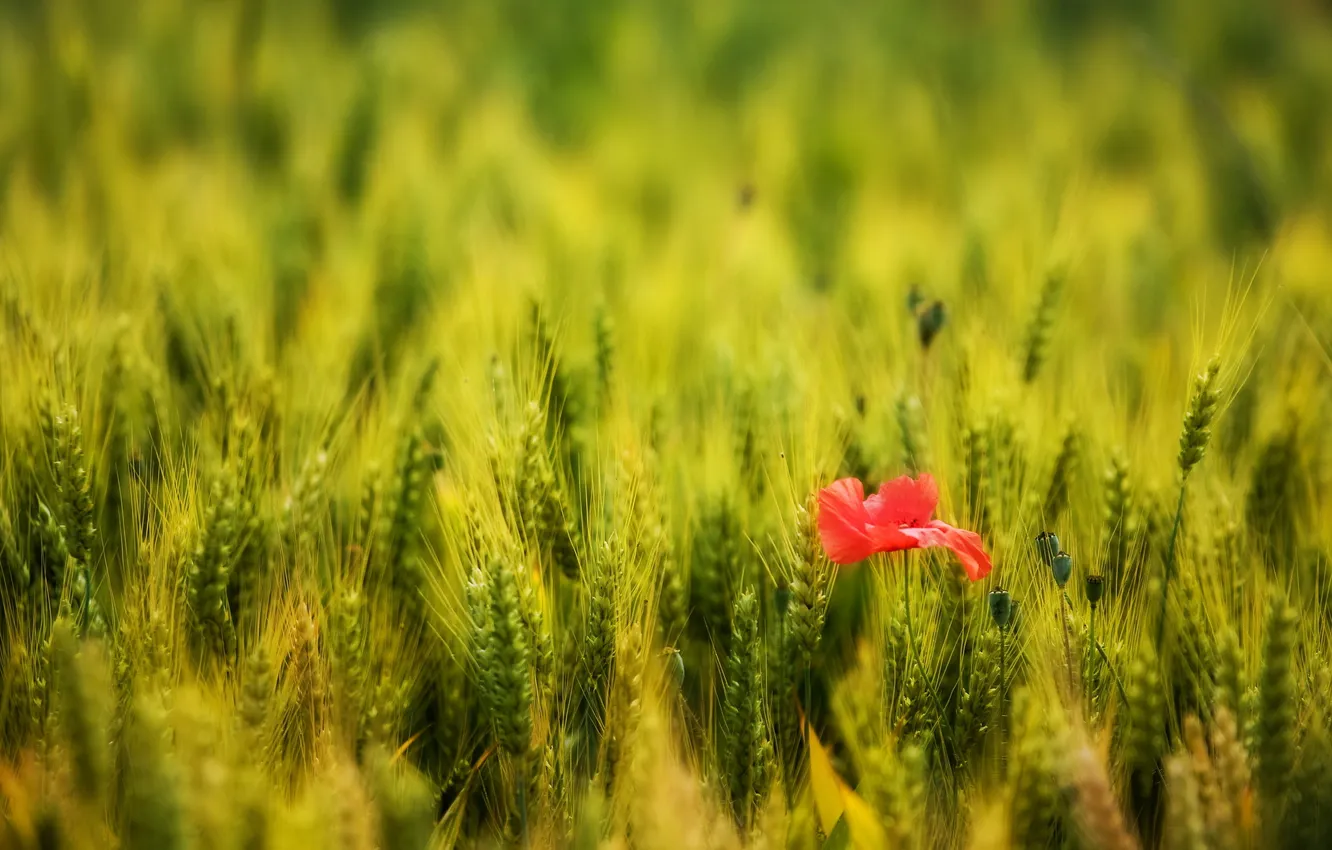 Photo wallpaper nature, Mac, winter