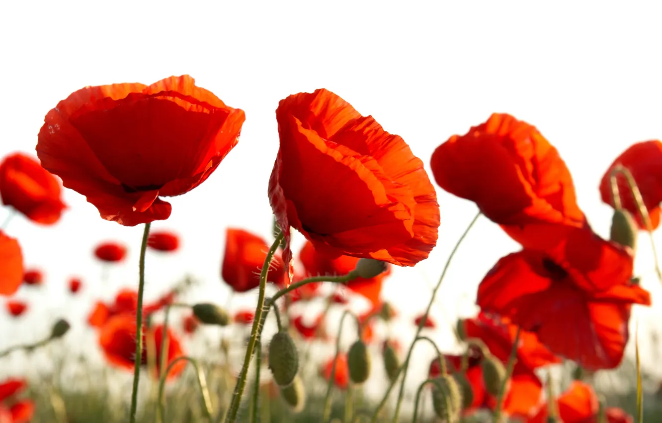 Photo wallpaper white, flowers, red, background, Maki, buds, al