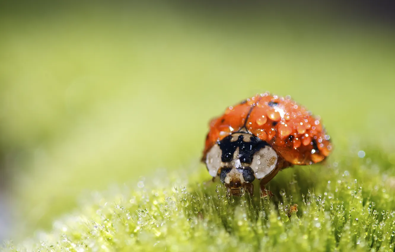 Photo wallpaper drops, macro, ladybug, beetle