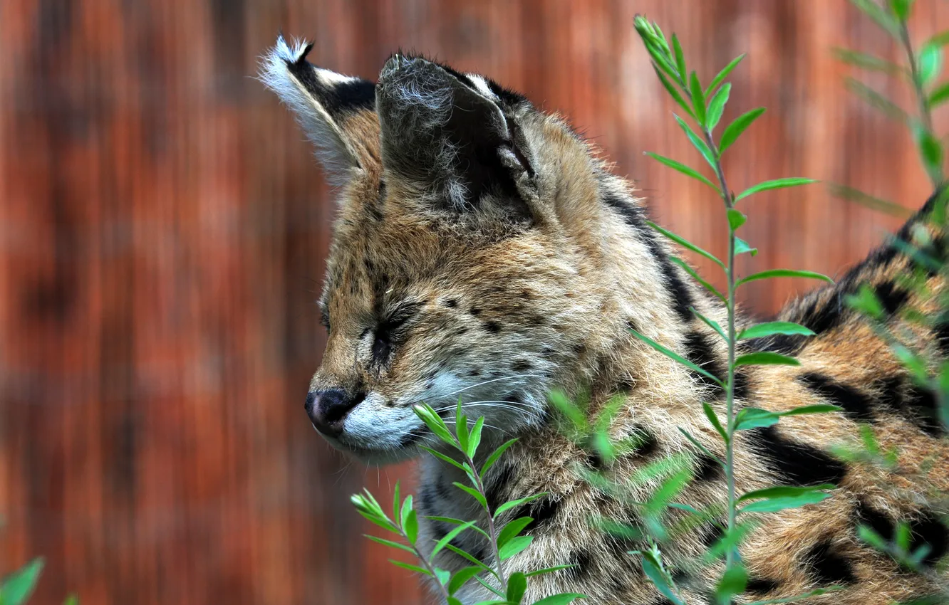 Photo wallpaper cat, grass, face, profile, Serval