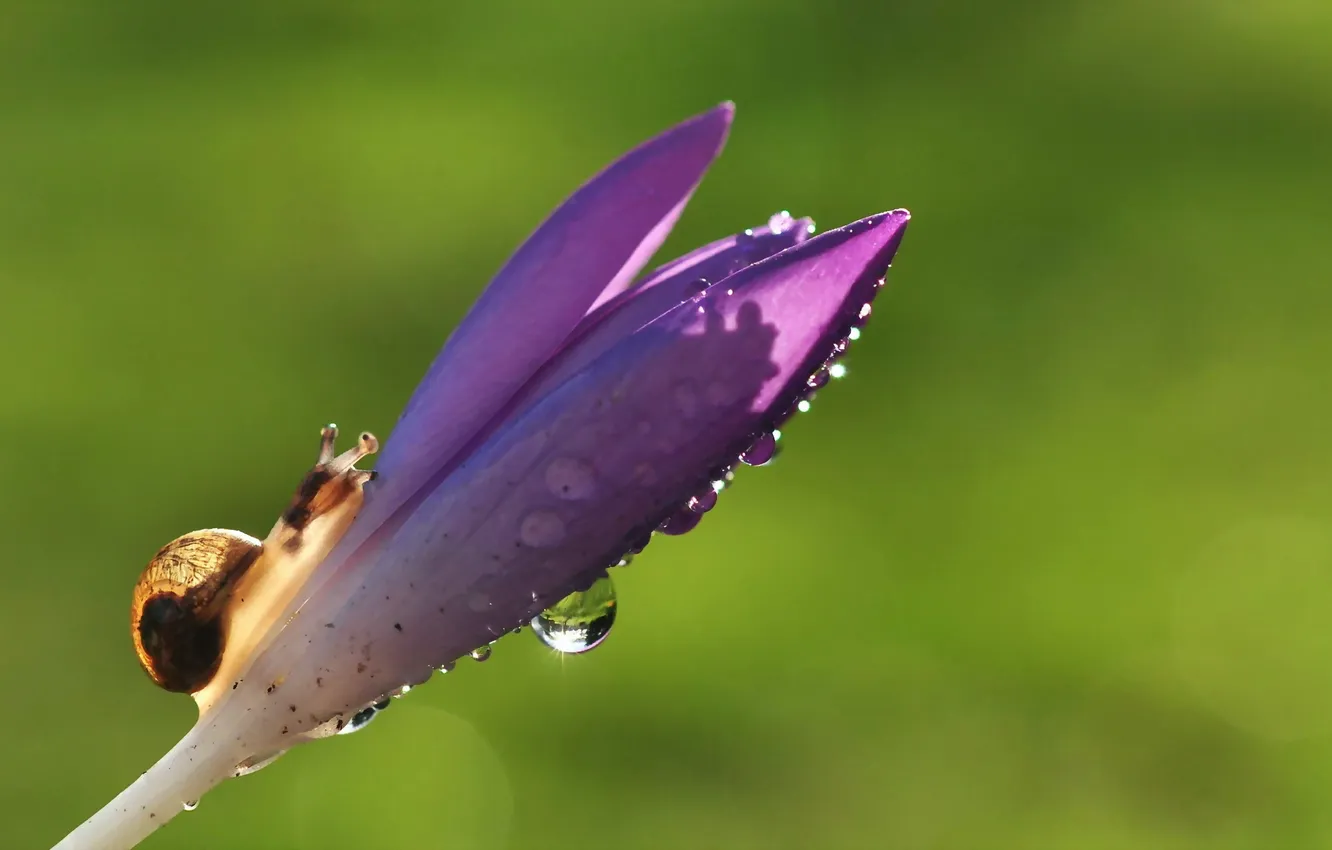 Photo wallpaper macro, flowers, snail