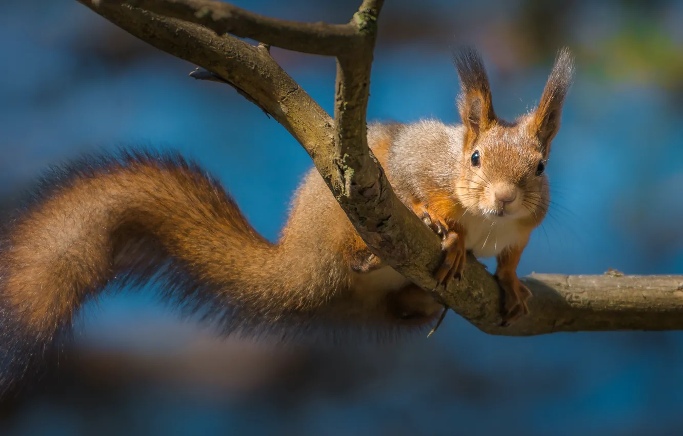 Photo wallpaper branches, protein, tail, red, peer