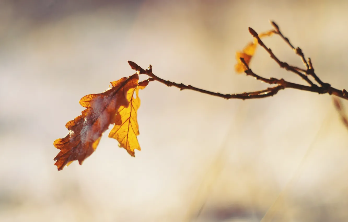 Photo wallpaper leaves, branches, oak