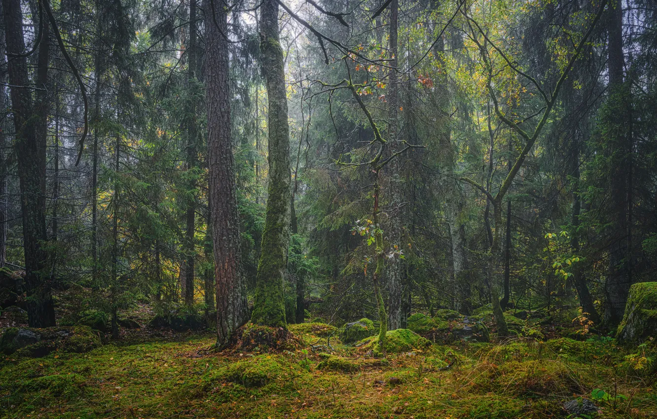Photo wallpaper green, forest, trees, moss