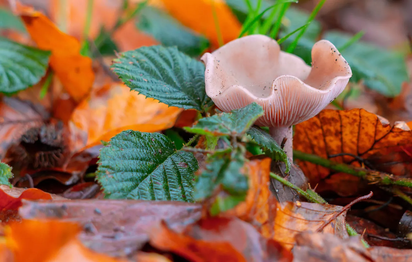 Photo wallpaper autumn, leaves, macro, mushrooms, autumn leaves