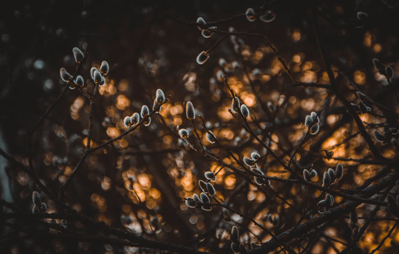 Photo wallpaper nature, plant, close-up, nature, flora, plant, plants, environment