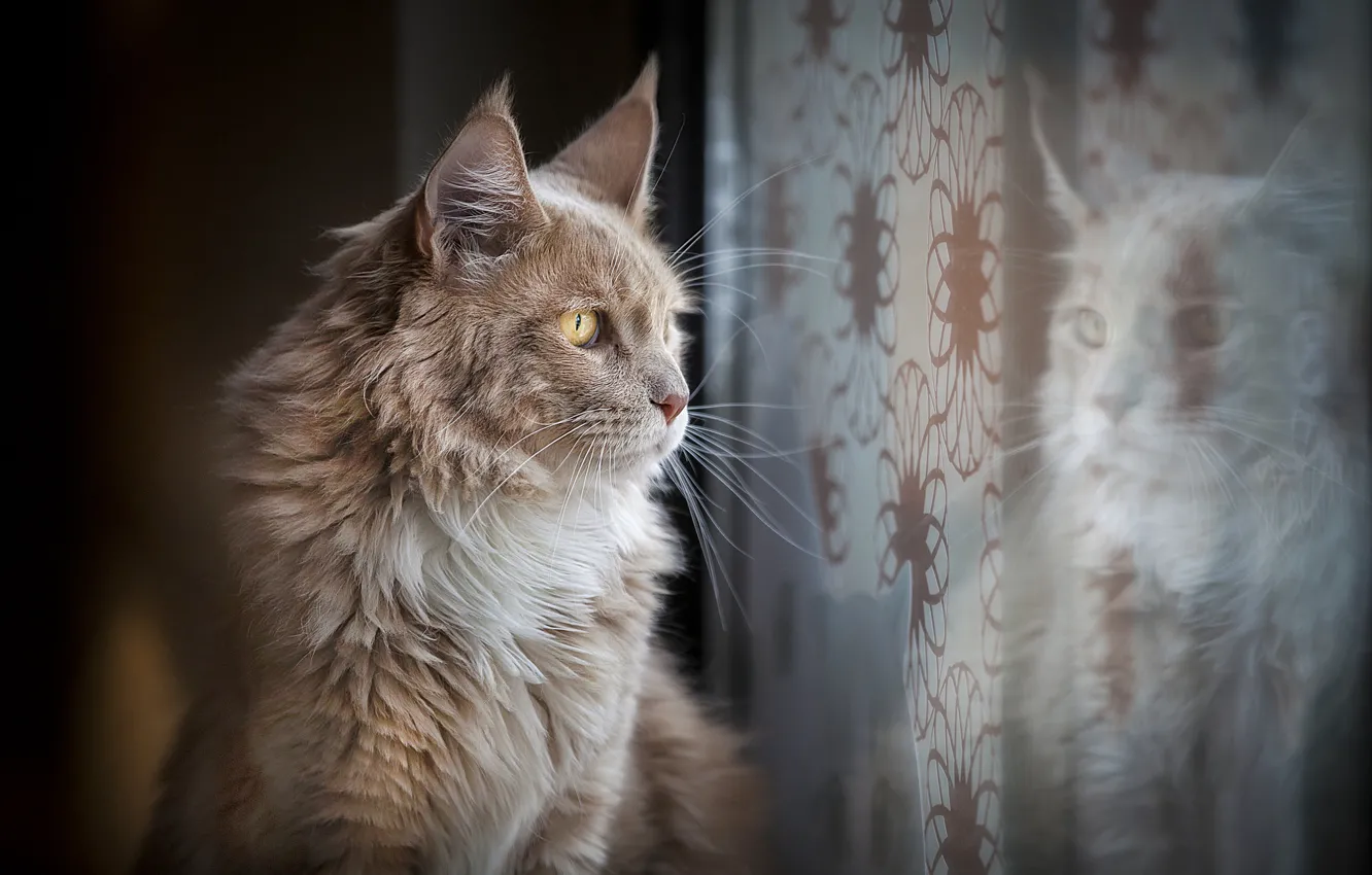 Photo wallpaper cat, cat, look, reflection, window