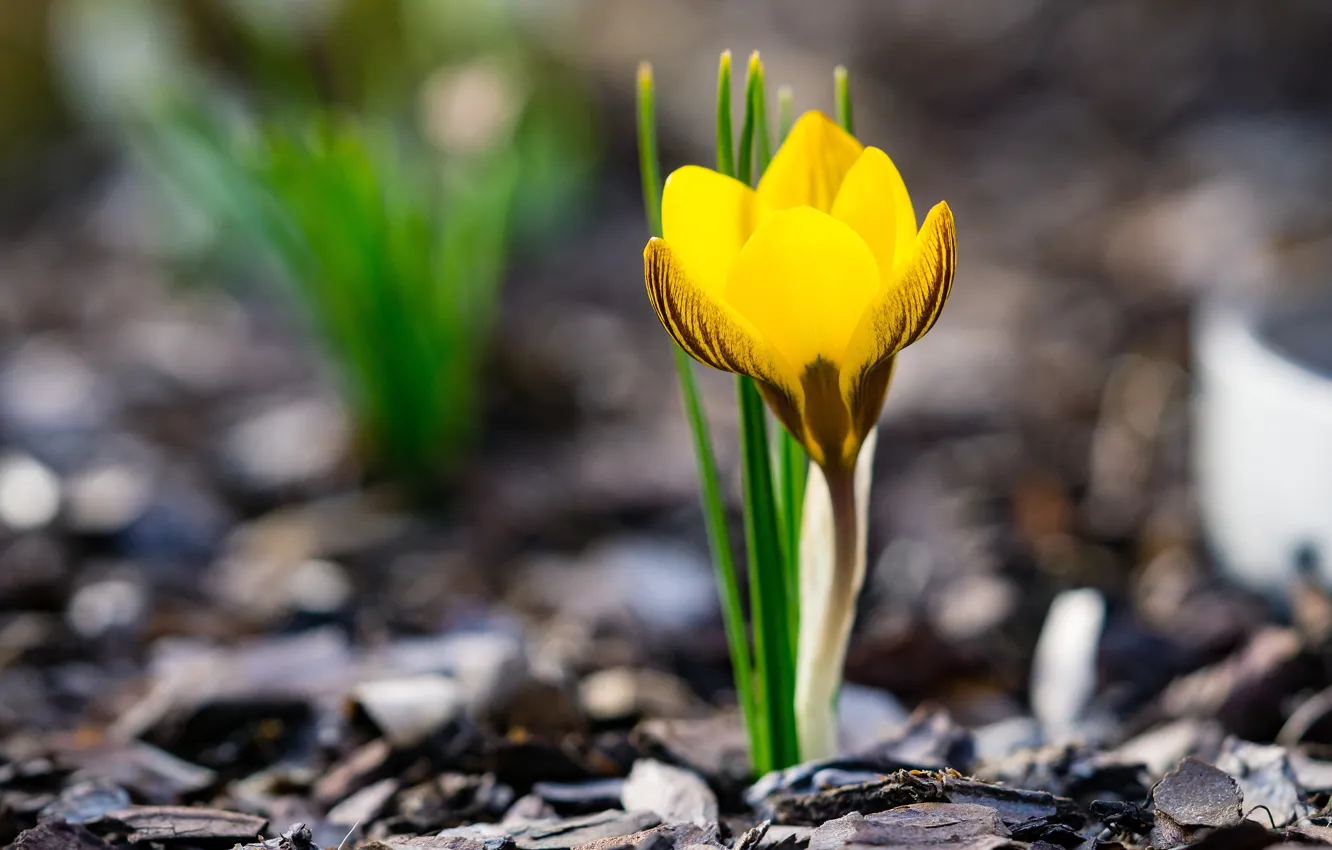 Photo wallpaper flowers, yellow, background, glade, spring, crocuses, bokeh