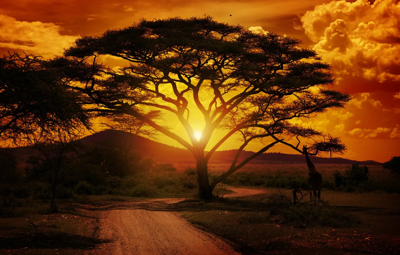 Photo wallpaper landscape, sunset, tree, Africa, giraffe
