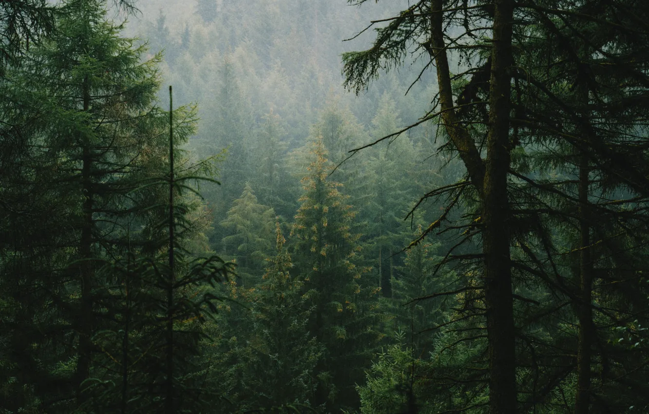 Photo wallpaper ate, trees, forest