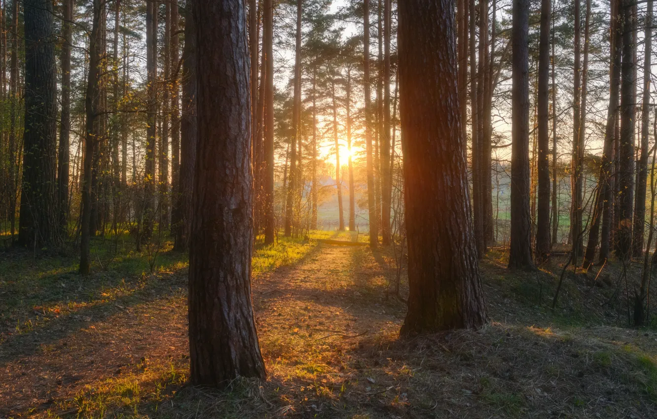 Photo wallpaper autumn, forest, trees