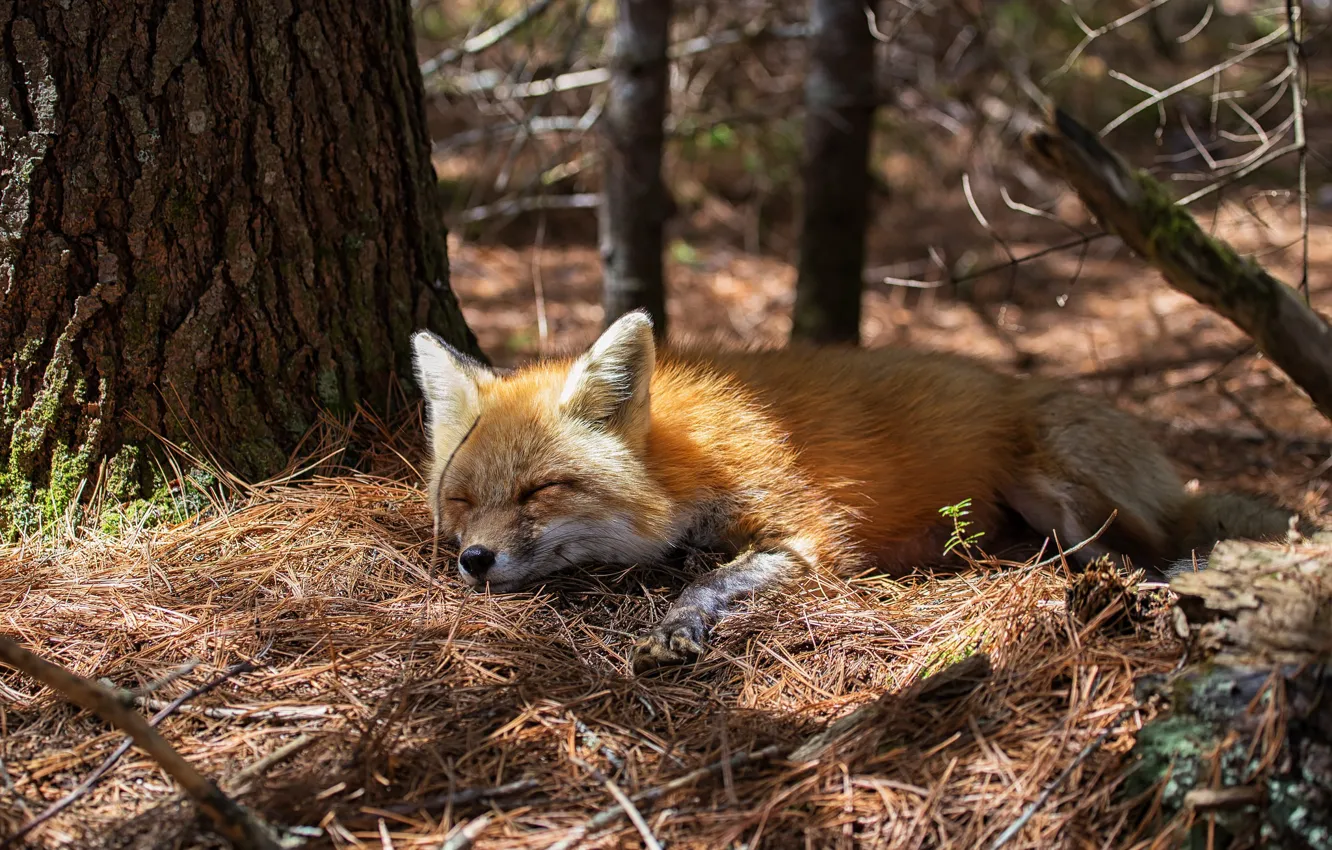 Photo wallpaper sleep, Fox, sleeping