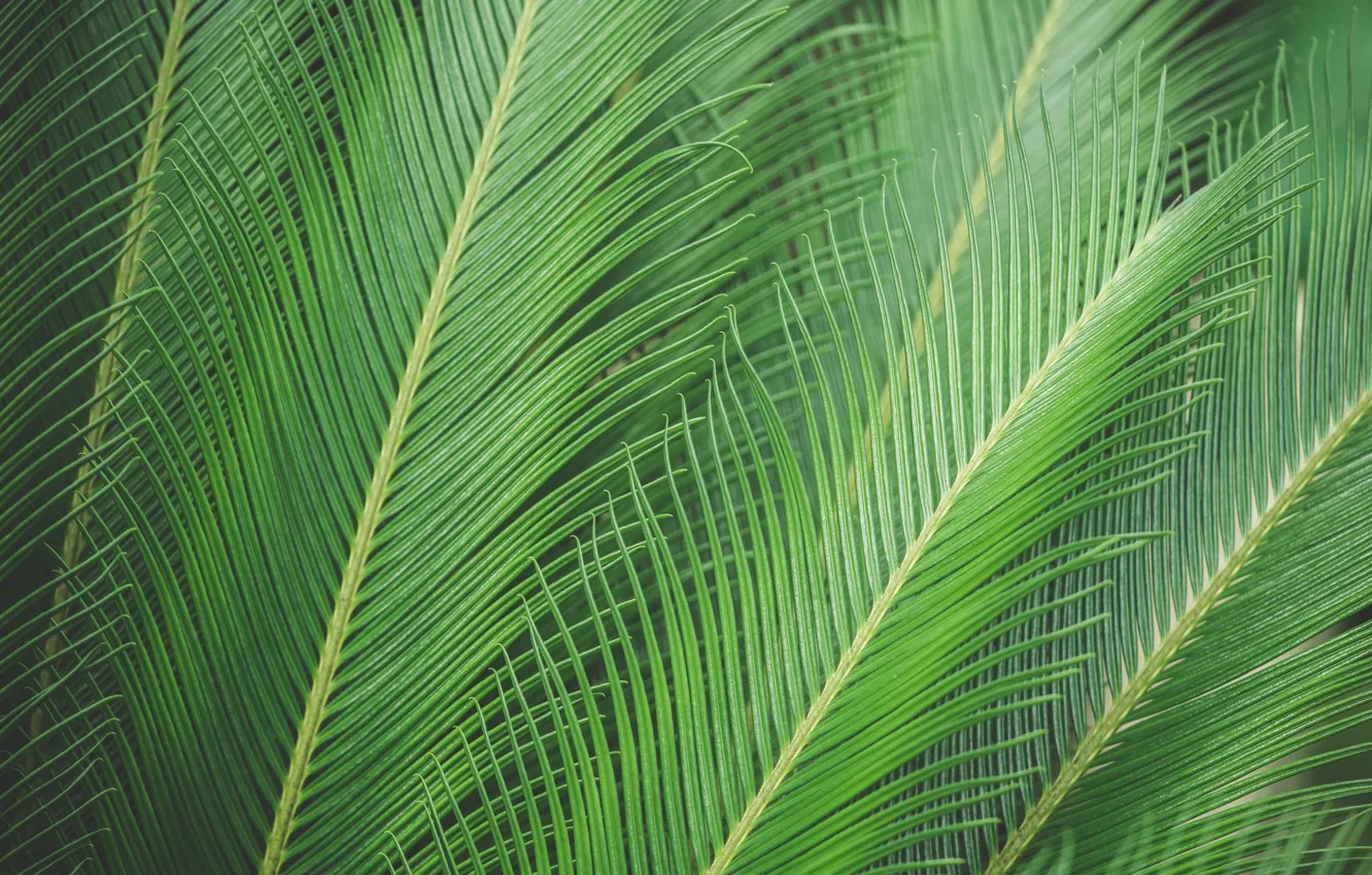 Photo wallpaper leaves, sheet, Palma, palm