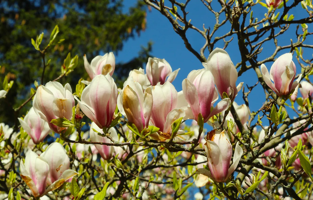 Photo wallpaper spring, magnolia, twig