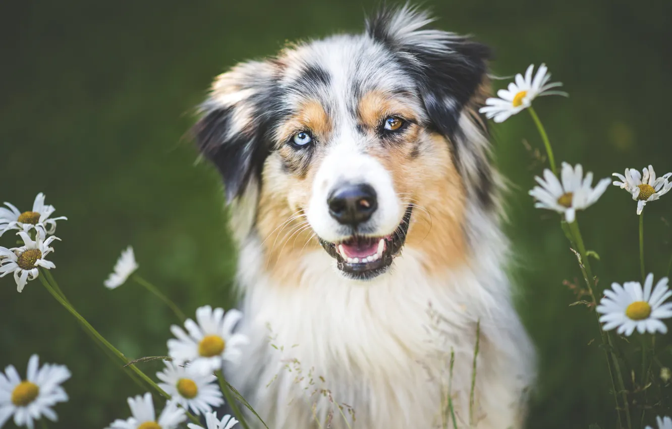 Photo wallpaper flowers, chamomile, dog, Aussie, Wallpaper from lolita777