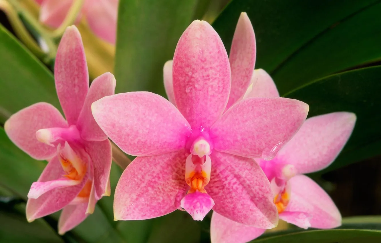 Photo wallpaper flowers, Orchid, pink flowers