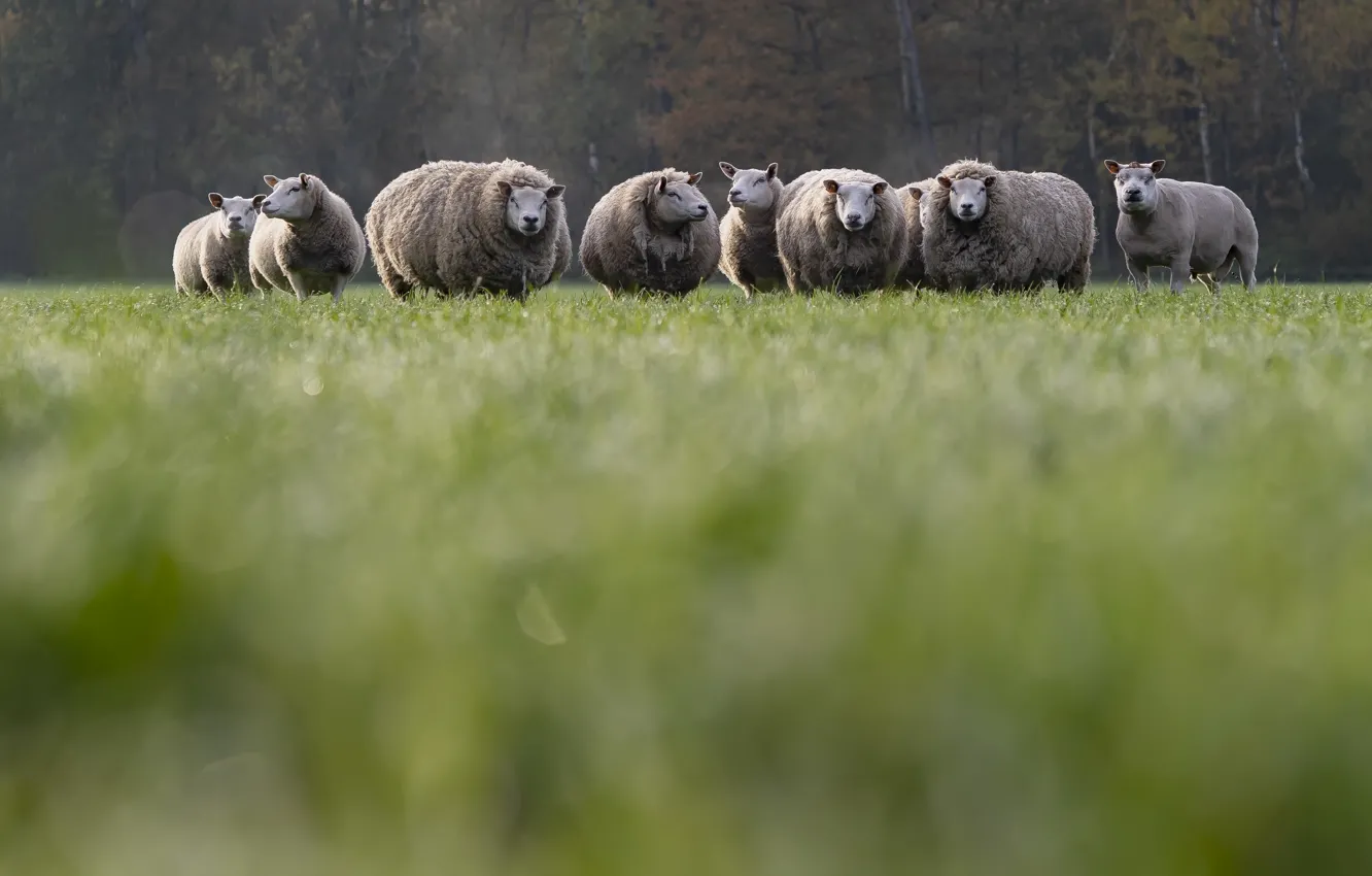 Photo wallpaper nature, sheep, the herd