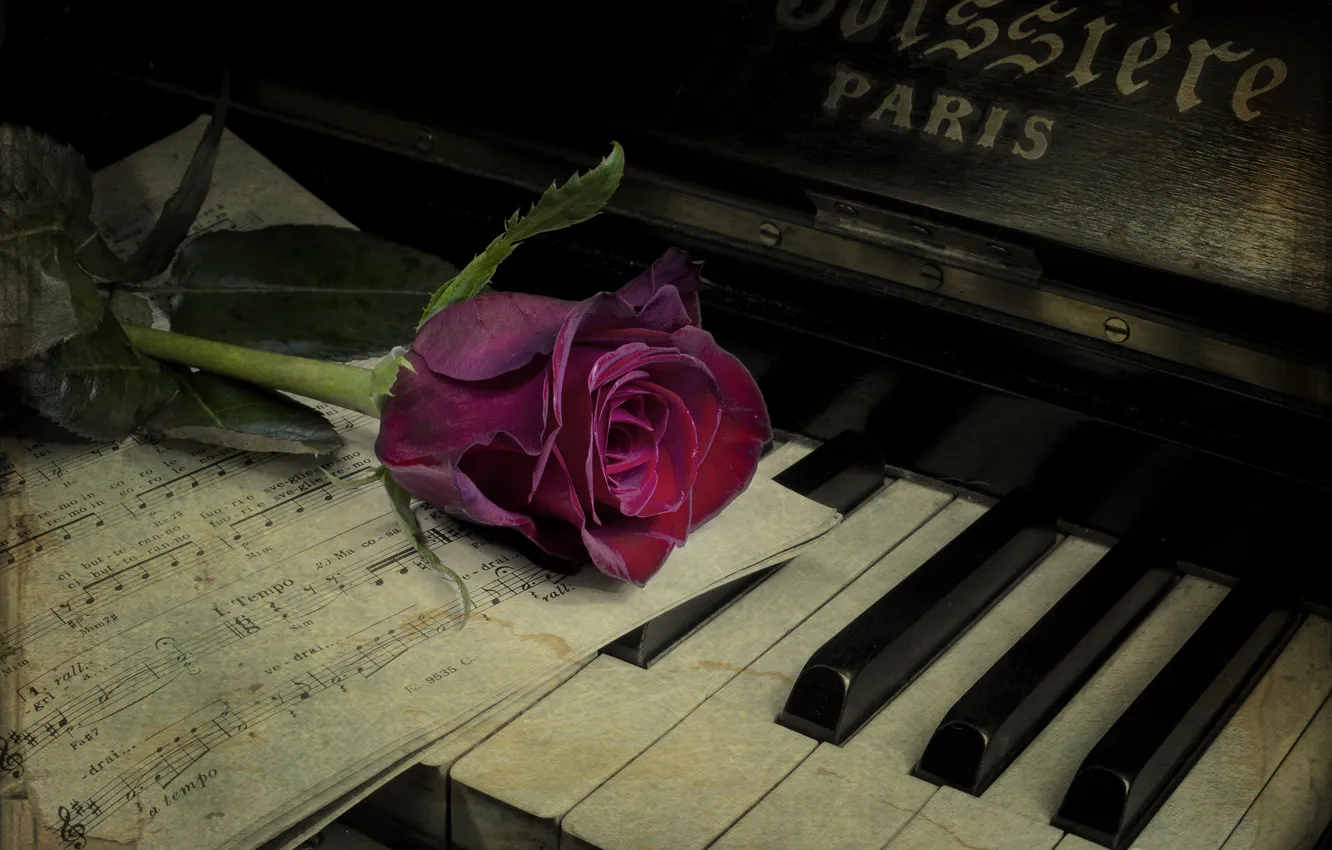 Photo wallpaper flower, notes, rose, piano, vintage