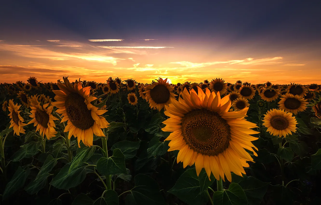 Photo wallpaper field, summer, the sky, leaves, the sun, clouds, rays, sunflowers