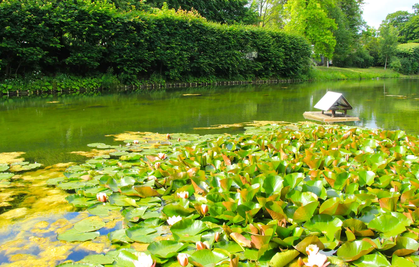 Photo wallpaper water, lake, leafs, pond
