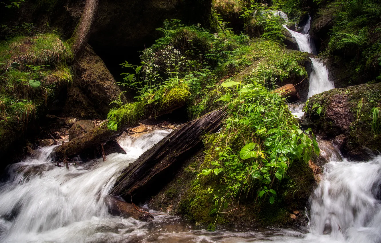 Photo wallpaper greens, for, nature, summer, stream, stones, leaves