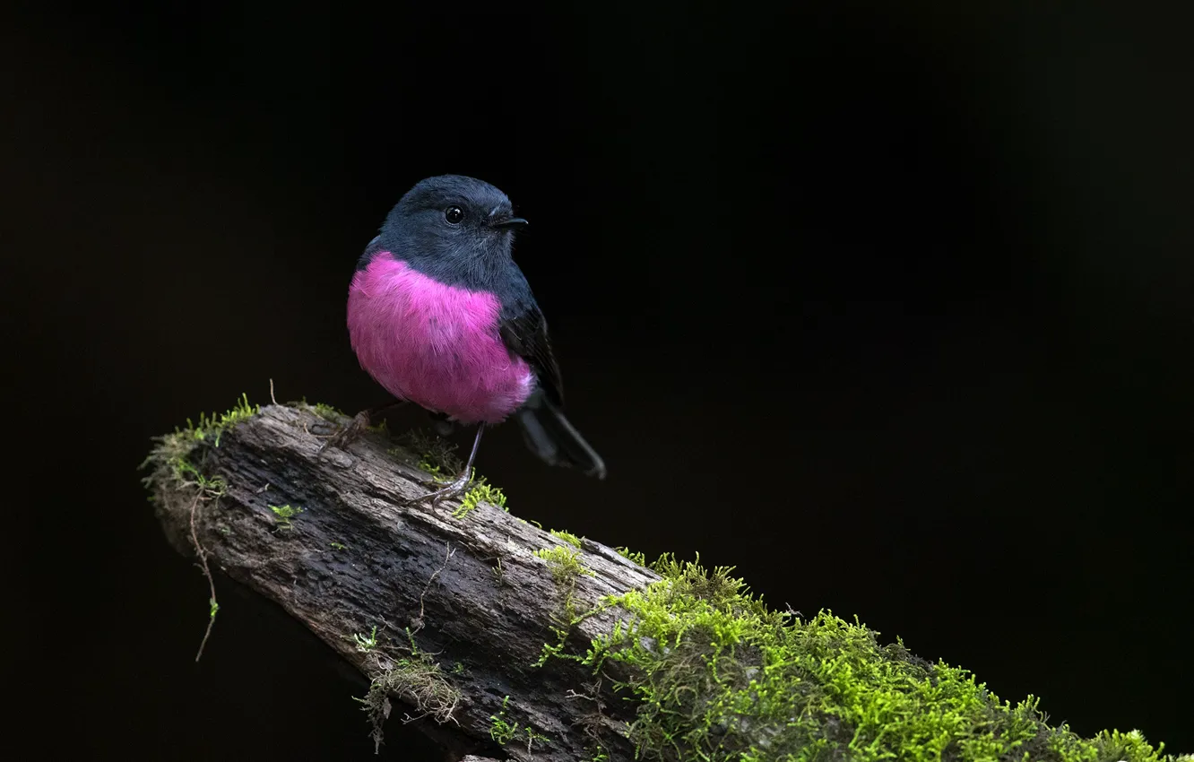 Photo wallpaper trees, nature, bird, Pink Robin