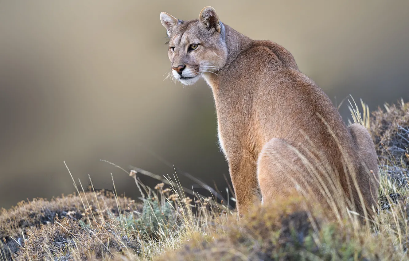 Photo wallpaper grass, background, wild cat, Puma, Mountain lion