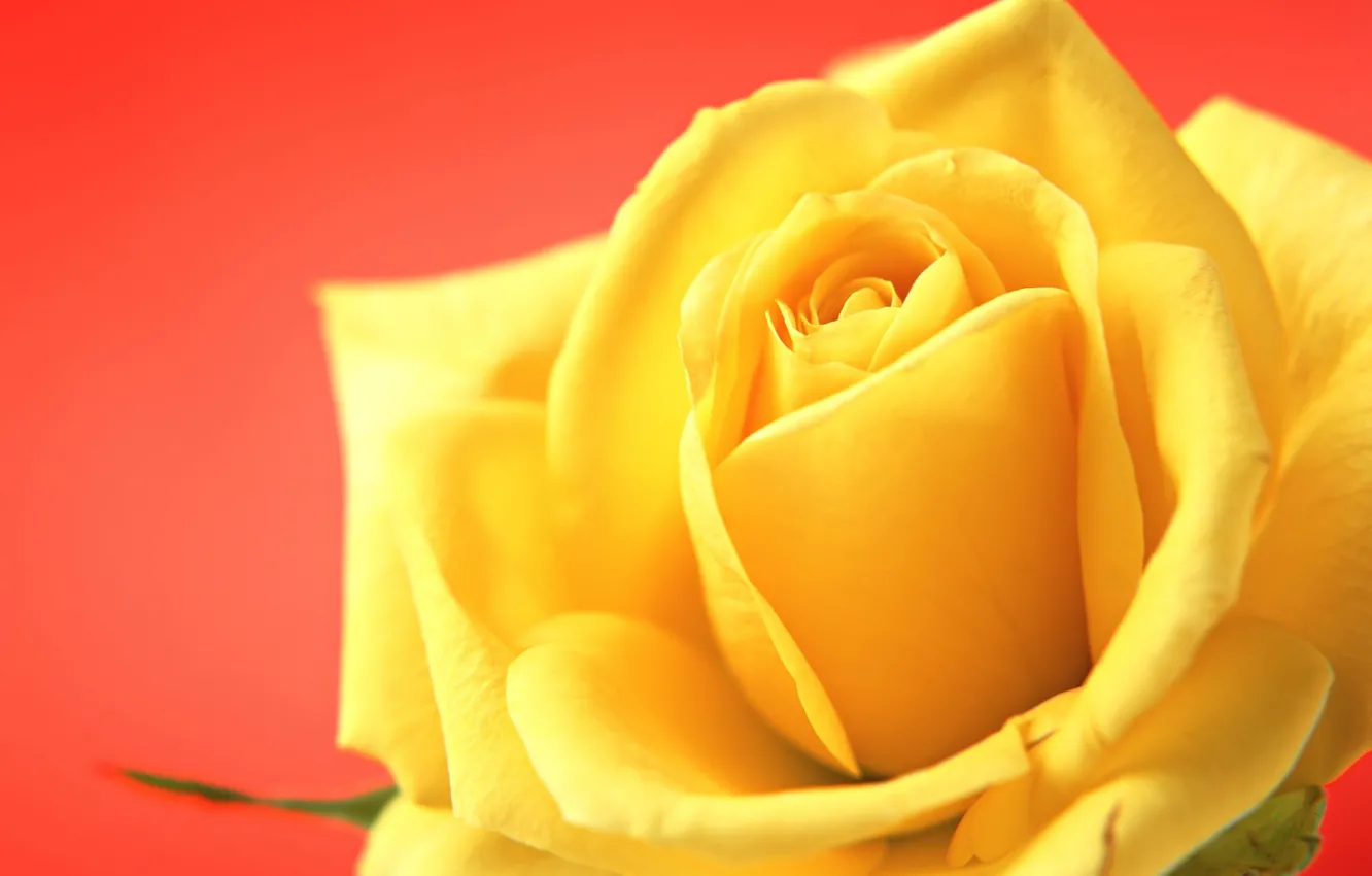 Photo wallpaper rose, red background, yellow rose