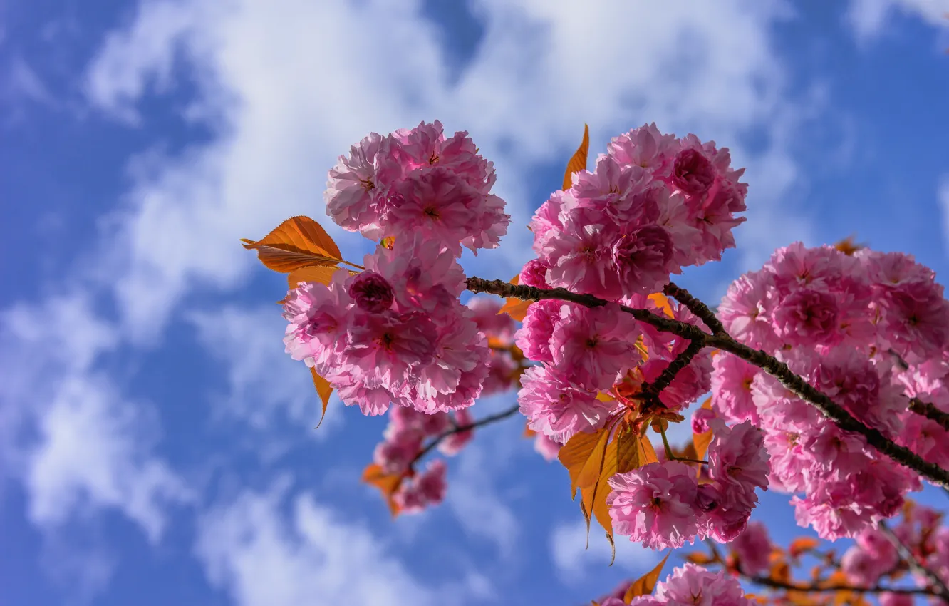 Photo wallpaper the sky, cherry, branch, Sakura, flowering, flowers