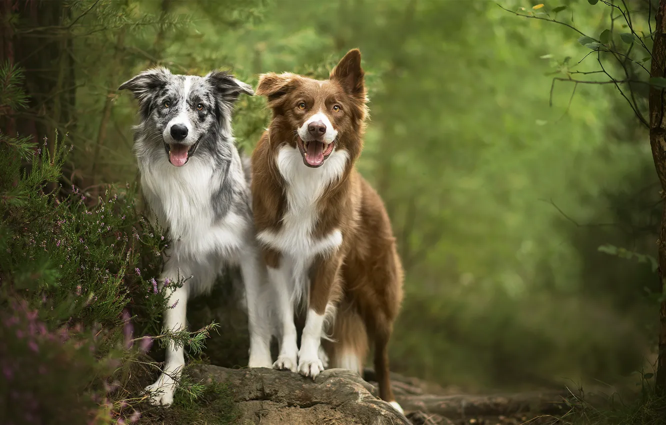 Photo wallpaper nature, each, dog