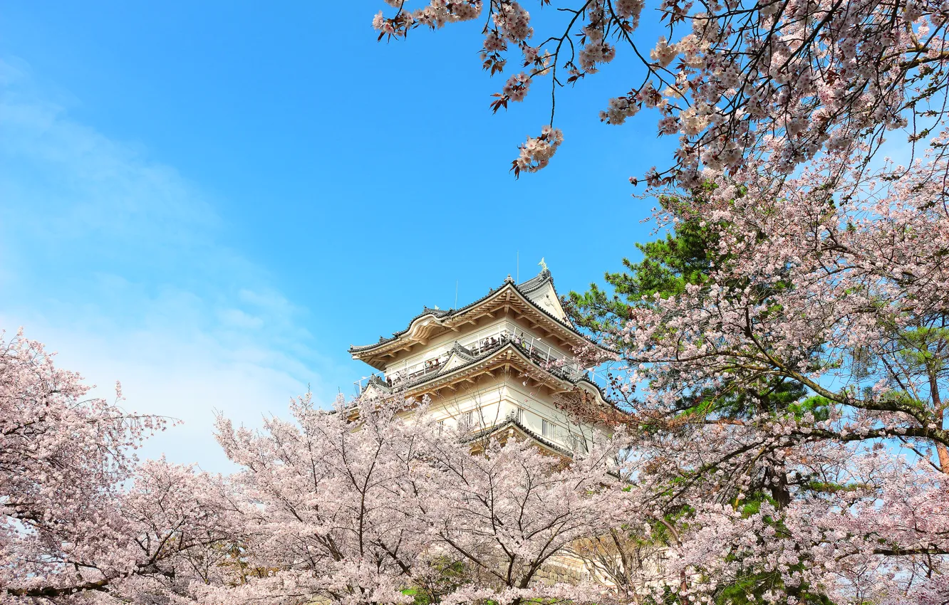 Photo wallpaper castle, spring, Japan, Sakura, pagoda, Osaka