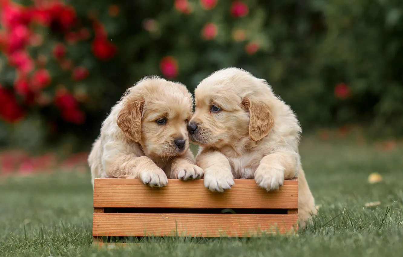 Photo wallpaper dog, puppy, box, a couple, twins, Golden Retriever, Golden Retriever, Victoria Dubrovskaya