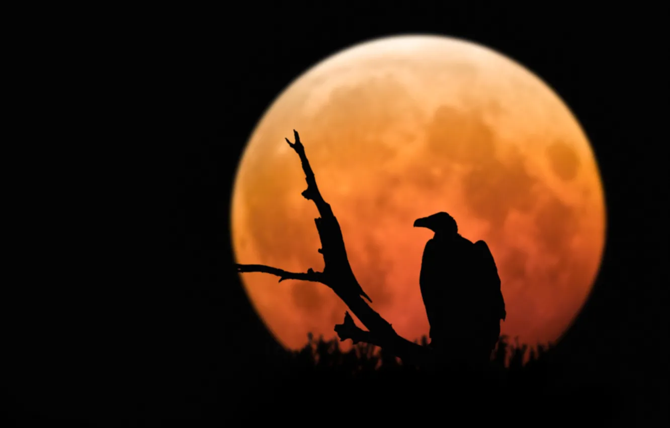 Photo wallpaper moon, Raptor, bird, animal, branch, silhouette, Vulture, Moon Light